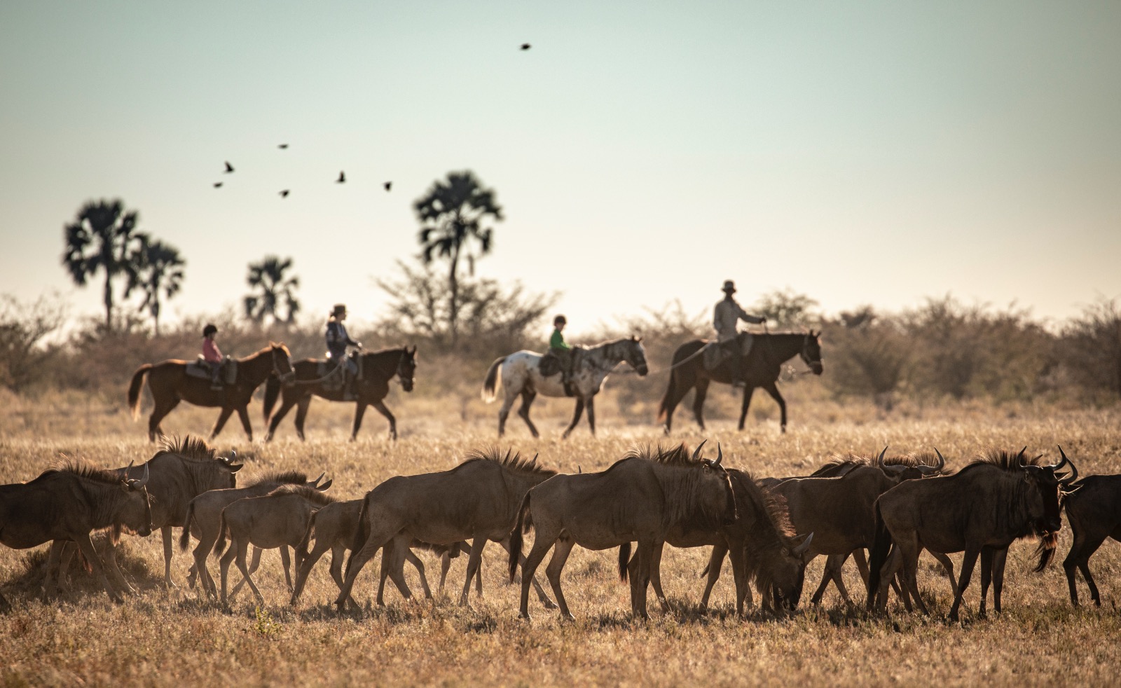 A herd of wildebeest in the foreground are watched by people on horseback in the background in Botswana