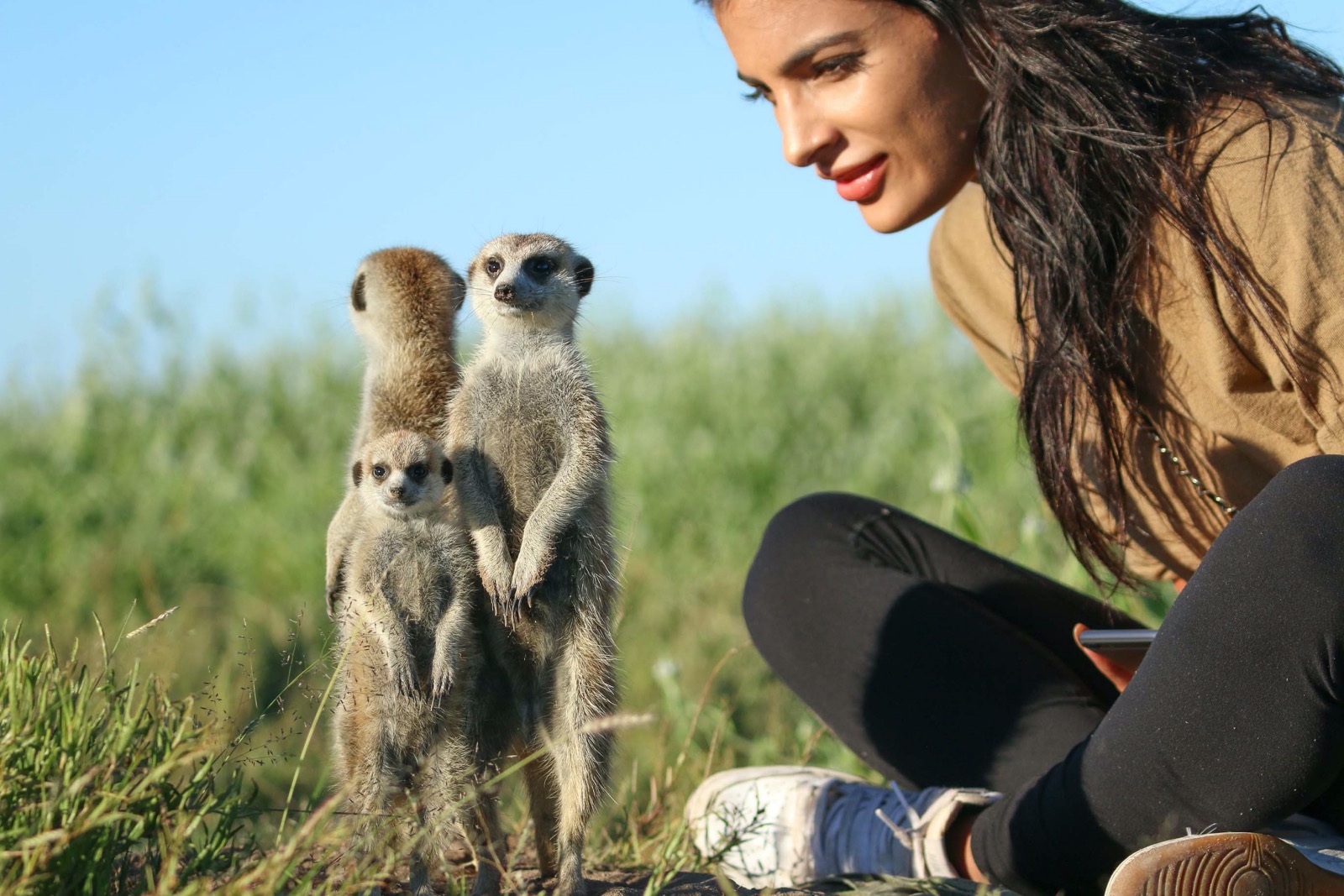 Habituated meerkats stand close to a fascinated visitor during the meerkat experience in Botswana