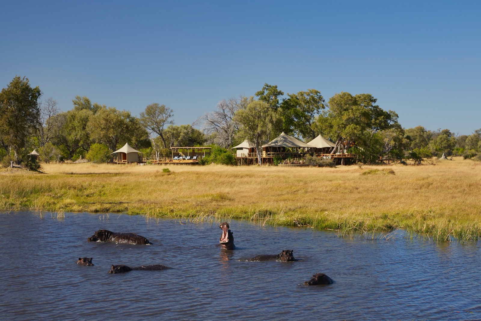 A hippo yawns in the water in front of Tuludi Camp in Botswana's Khwai Private Concession