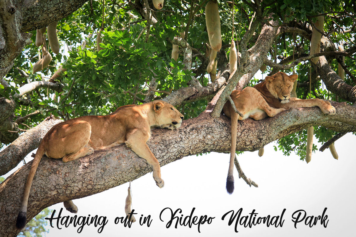 Lions in Kidepo National Park
