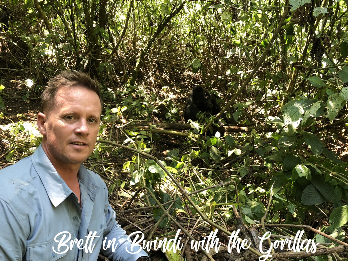Brett with the gorillas