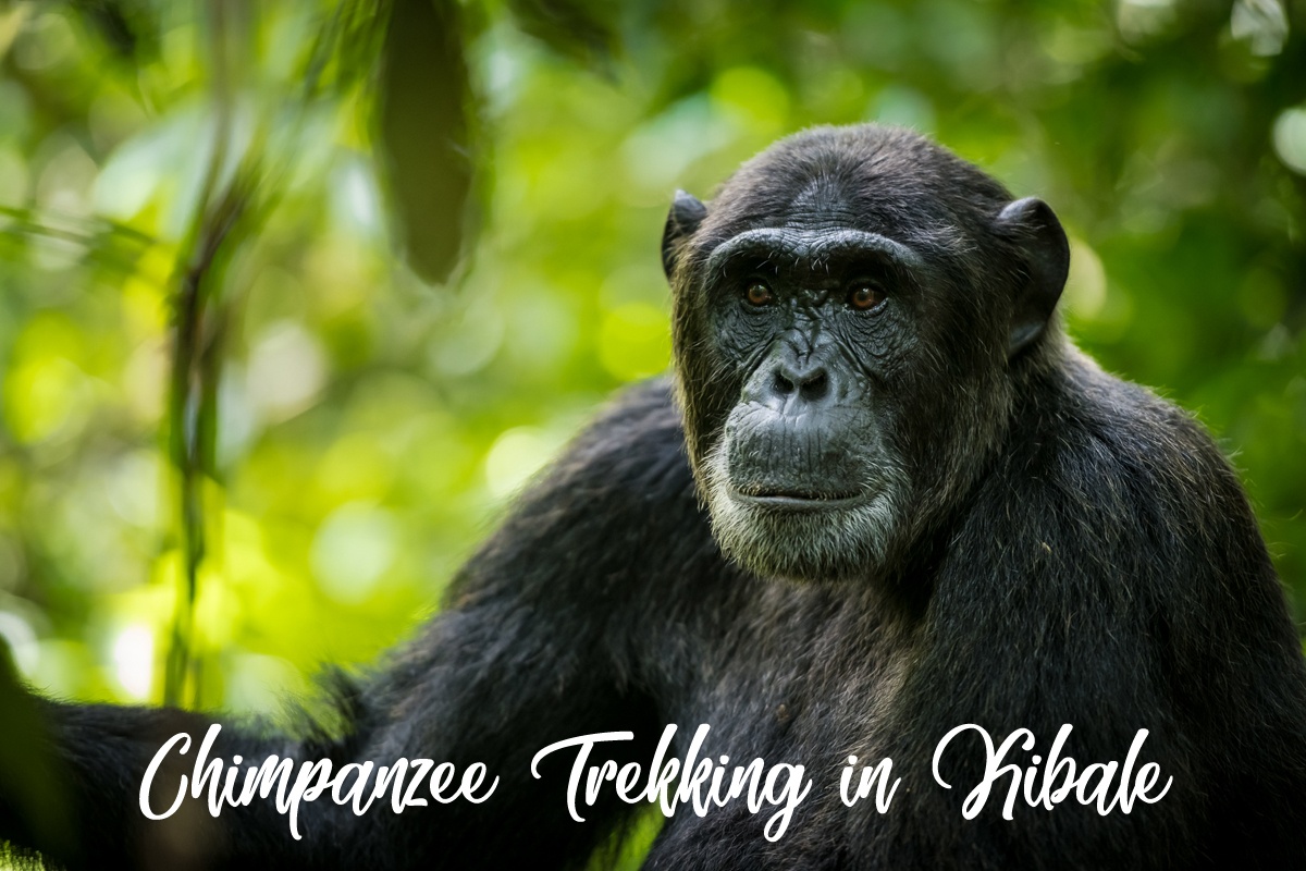 Chimpanzee Trekking in Kibale National Park, Uganda Safari Highlights