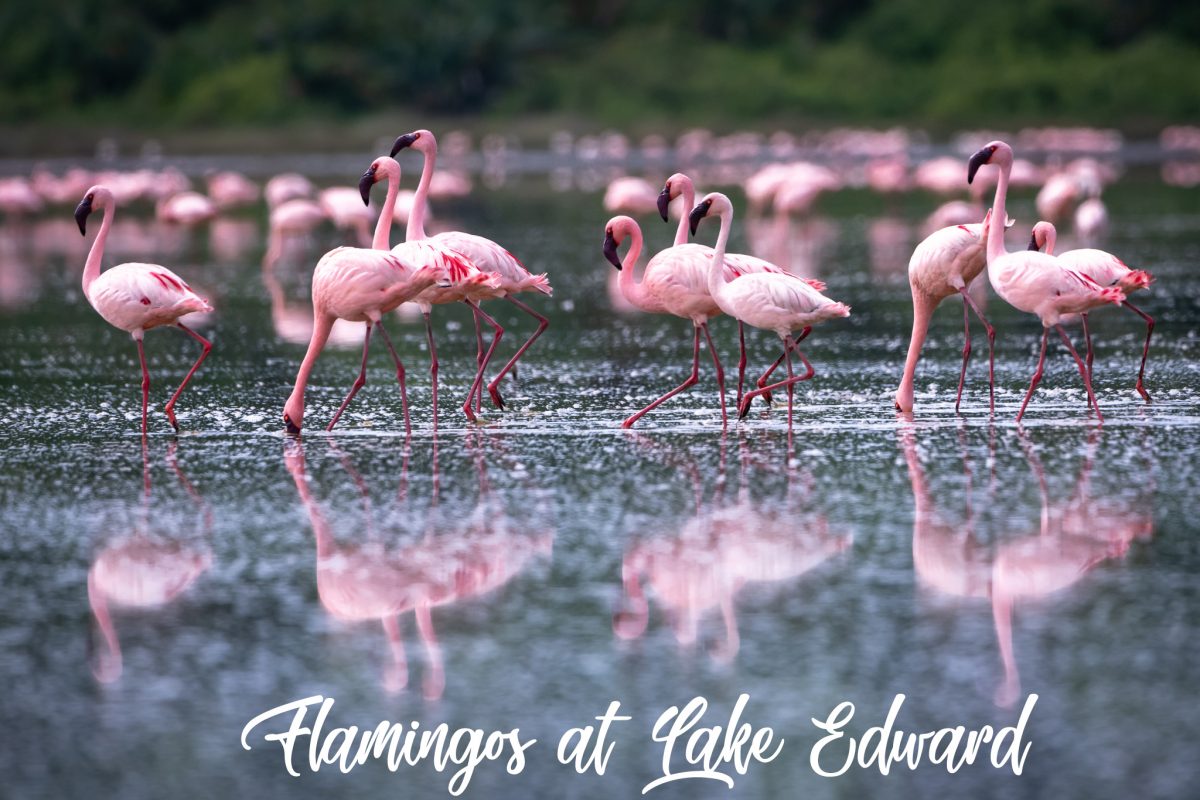 Flamingos at Lake Edward
