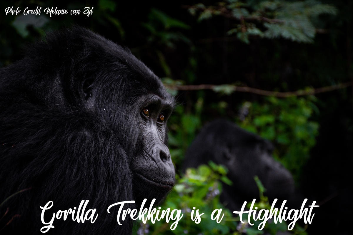 Gorilla Trekking is a Highlight