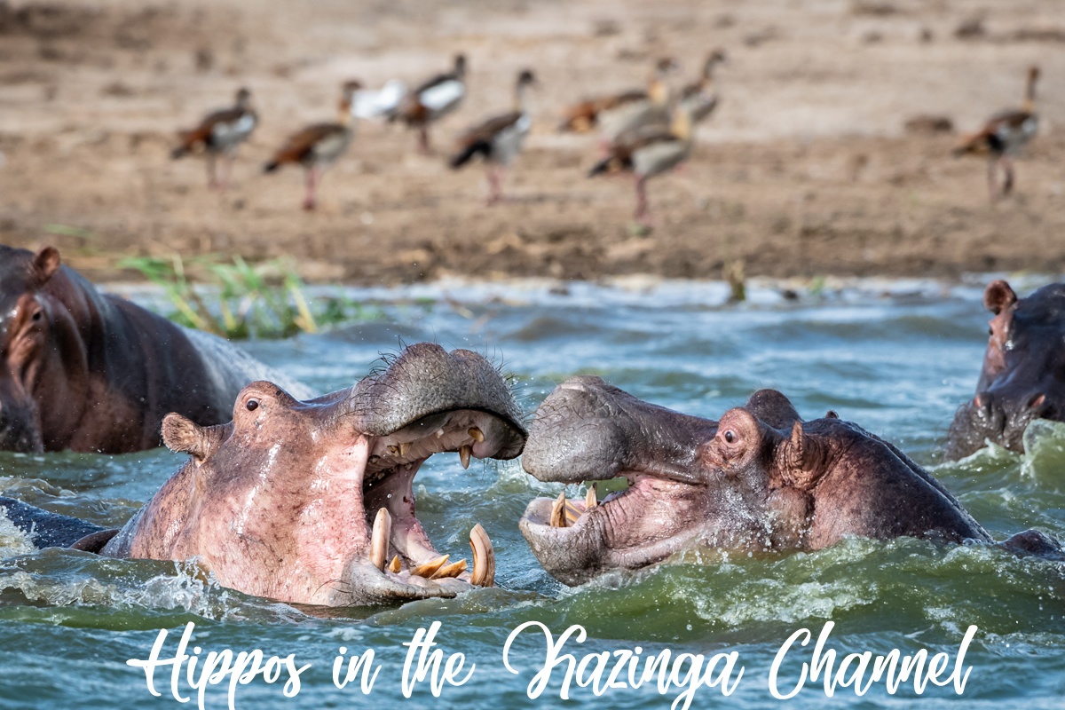 Hippos in the Kazinga Channel