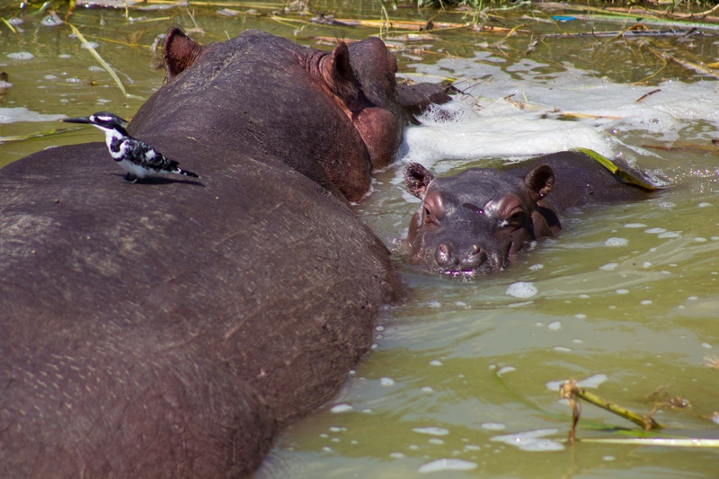 Hippo and baby in the Kazinga Channel