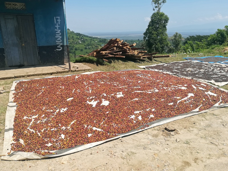Individual coffee bean production