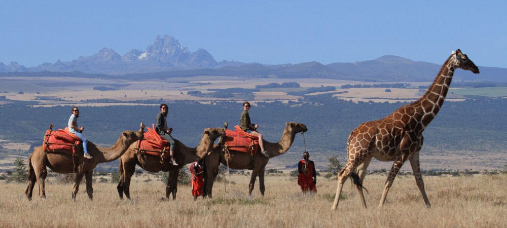 Travellers riding camels with giraffe while on safari in Kenya