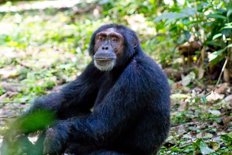 Michelle Chimpanzee trekking 1