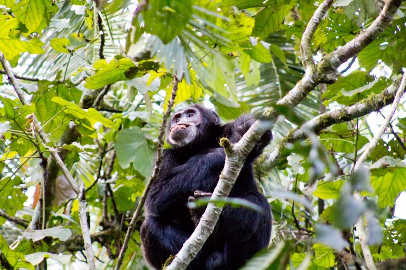 Michelle Chimpanzee trekking 2