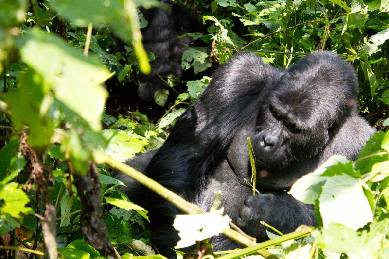 Michelle Uganda Gorilla Trekking 2