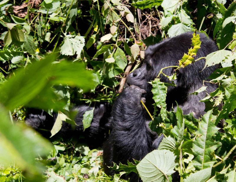 Michelle Uganda Gorilla Trekking