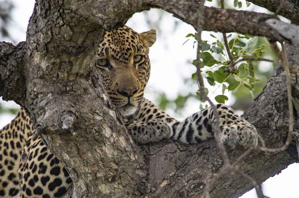 Sun Safaris-Walking Safaris in the Kruger National Park