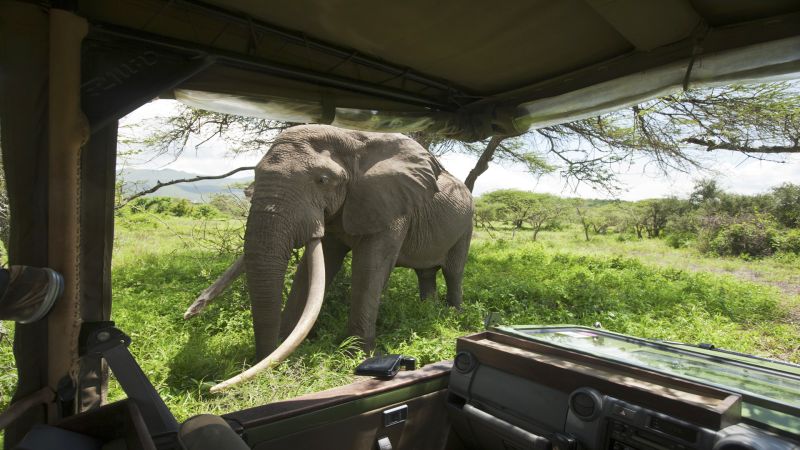 Kenya Safari: The Return of the Safari Pioneers