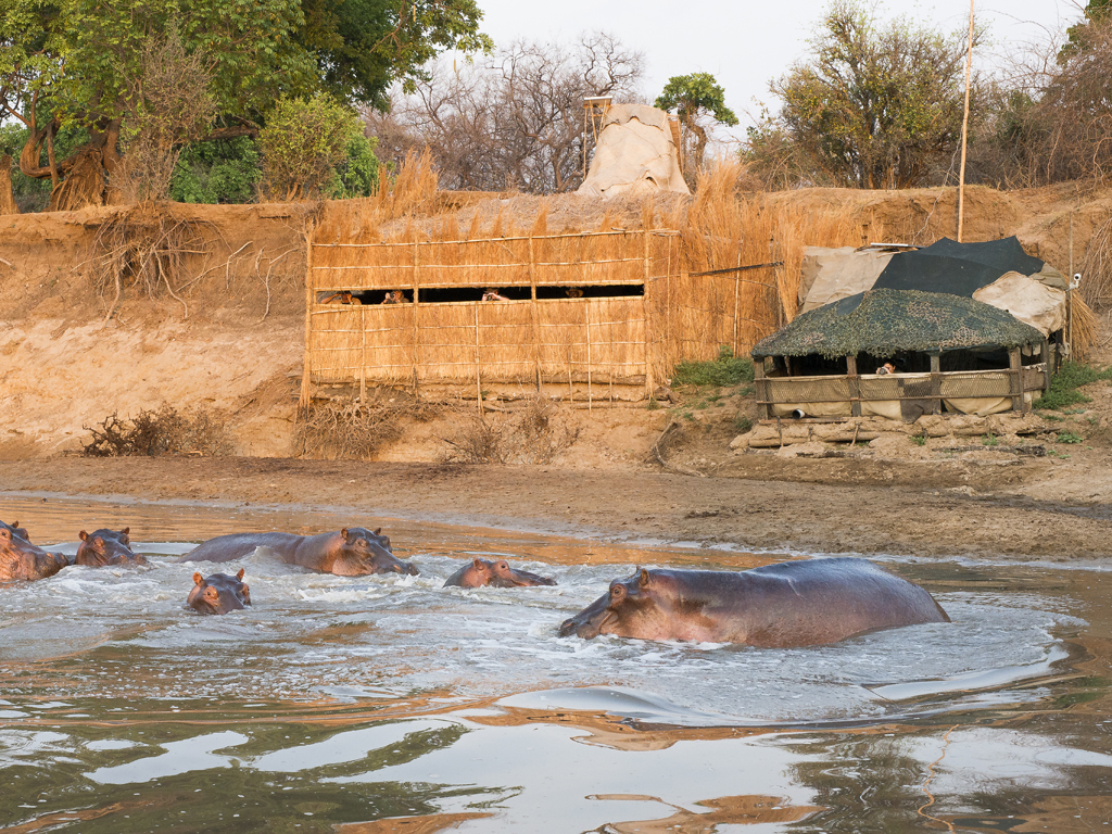 Kaingo Hippo Hide