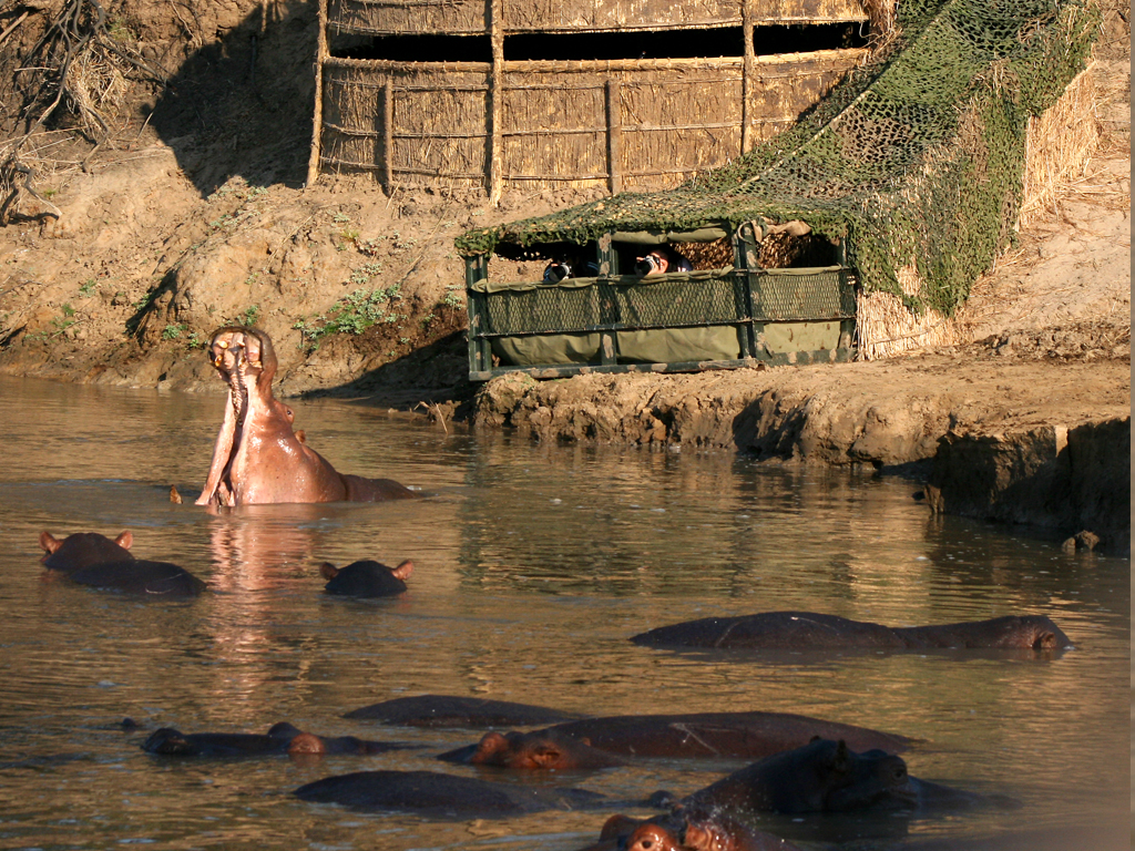 Kaingo Hippo Waterhole Hide