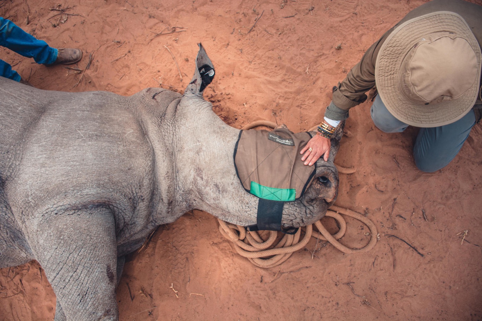 Rhino notching darting experience
