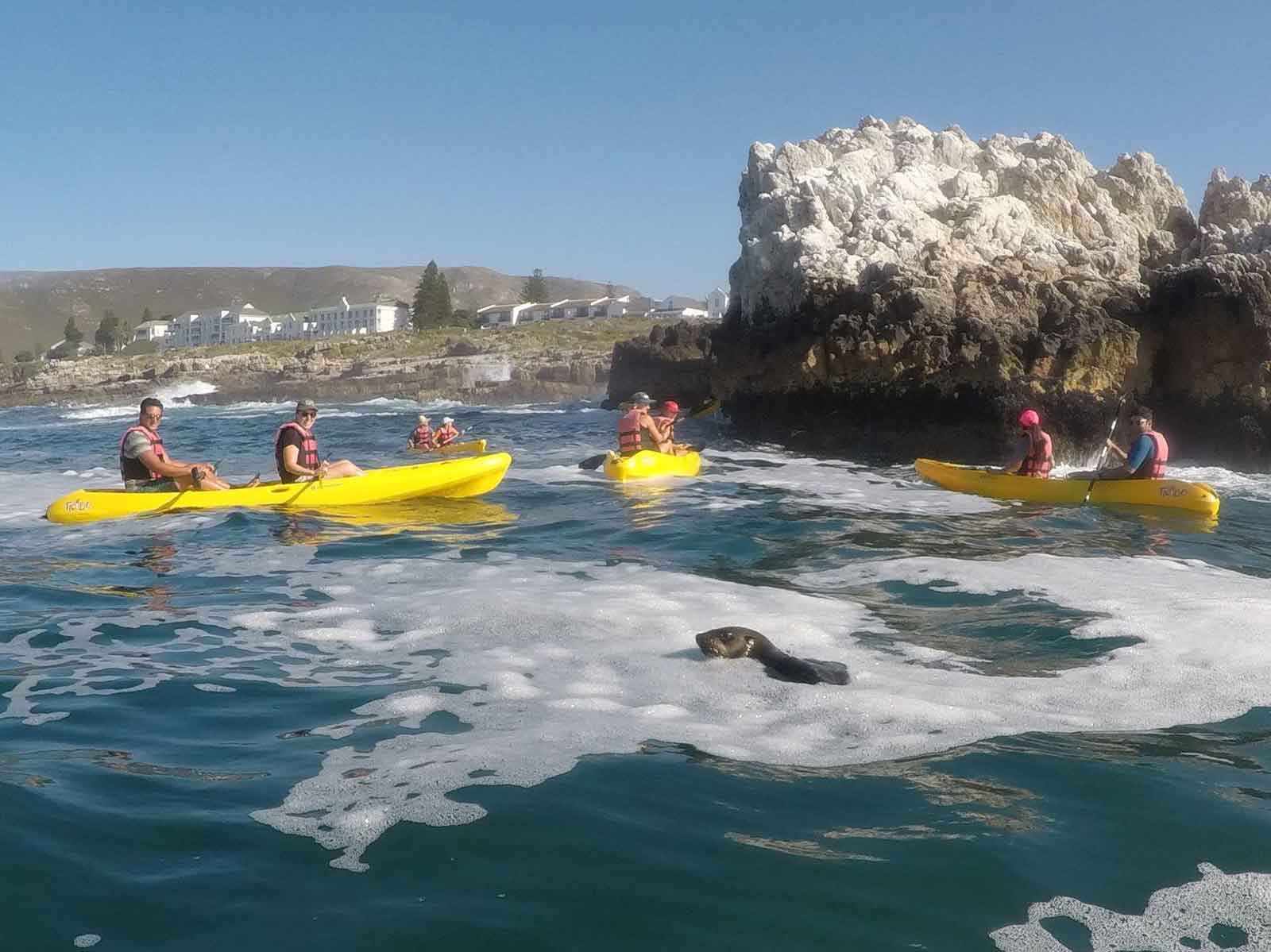 Kayak Hermanus Seals