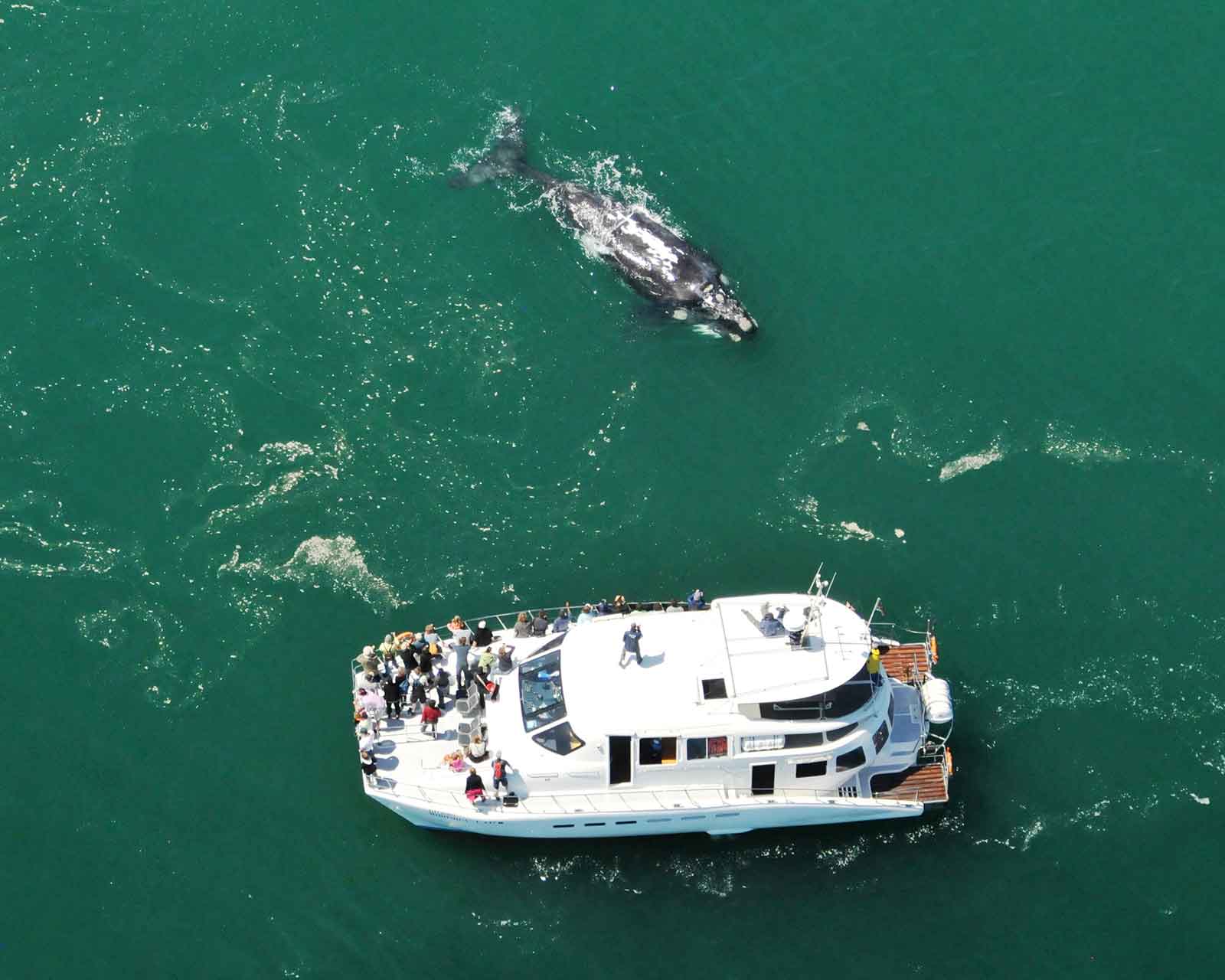 Southern Right Whale Charters